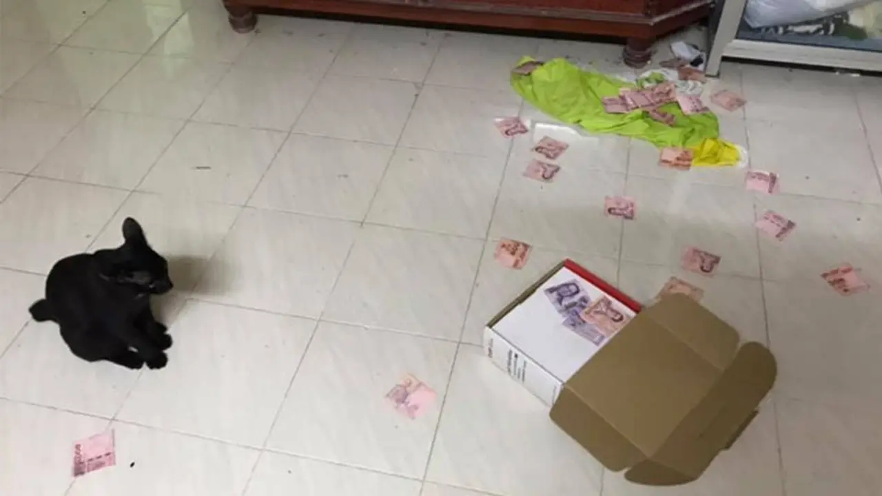 Tidak Sengaja Dijatuhkan Kucing, Wanita Ini Temukan Tabungan Rahasia Suami