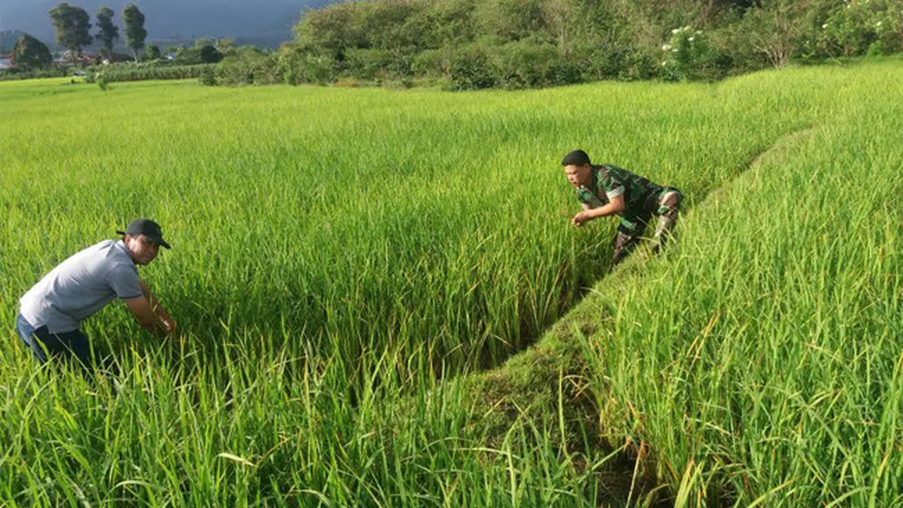 Babinsa Bantu Petani Merawat Tanaman Padi di Bale Redelong