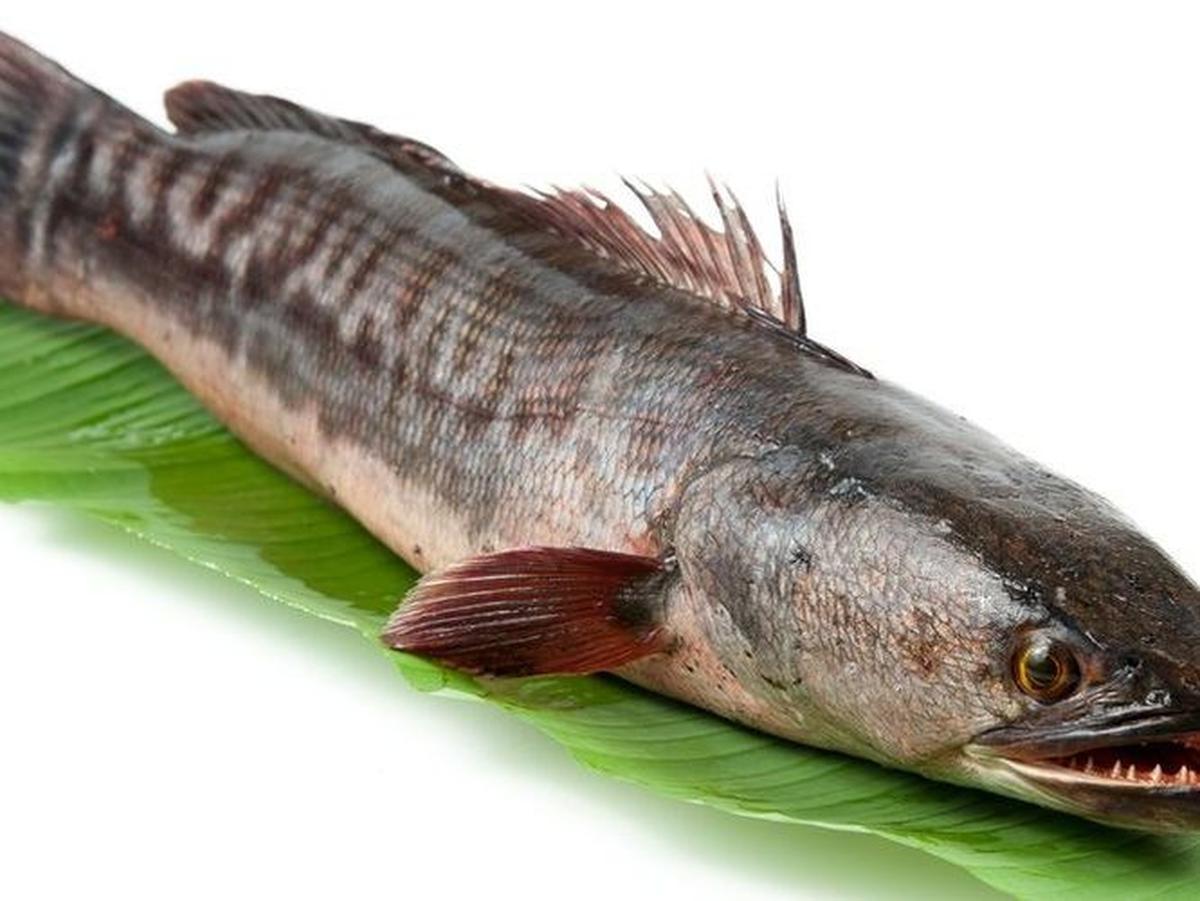 Ikan Gabus