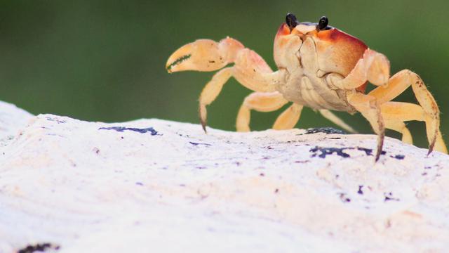 Ilustrasi mimpi, kepiting