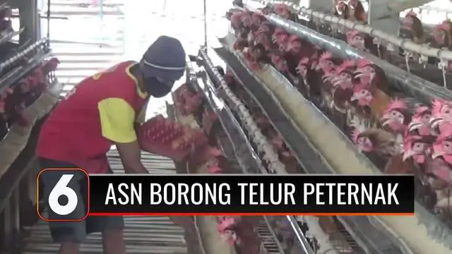 ASN di Jombang, Jawa Timur, melakukan gerakan borong telur ayam di tingkat peternak. Hal ini dilakukan lantaran peternak ayam petelur terus merugi, meski terbantu, peternak masih terganjal oleh biaya pakan yang membengkak.