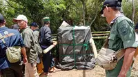 Box trap berisi Harimau Sumatra yang terperangkap di dalamnya, ditutupi oleh terpal oleh tim BBKSDA Sumsel (Liputan6.com / Nefri Inge)
