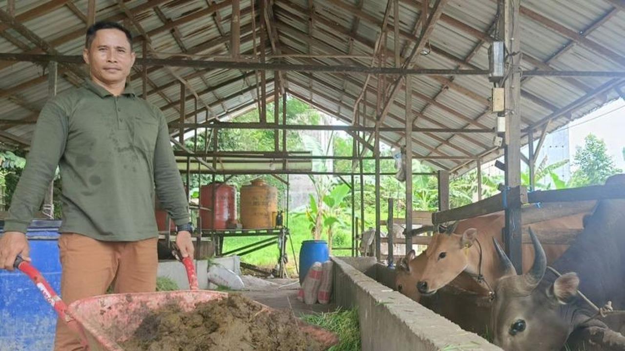Bukan LPG! Intip 'Api Biru' dari Biogas Kotoran Sapi Samboja, Solusi Krisis Energi di Dapur Warga
