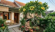 7 Jenis Pohon Rindang Tapi Tidak Bikin Kotor Halaman Karena Daun Jarang Rontok, Estetik