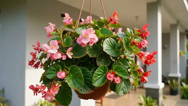 Begonia
