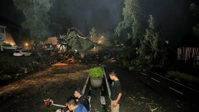 pohon tumbang