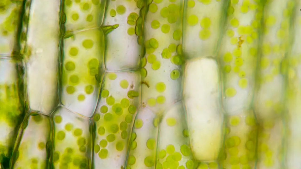 Fungsi Epidermis