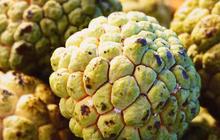 Potensi Atasi Kanker dengan Biji Srikaya, Begini Cara Pemakaiannya yang Efektif