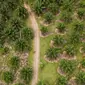 Deforestasi terjadi akibat penebangan pohon hingga pembukaan hutan secara besar-besaran untuk perkebunan kelapa sawit dan kertas. (AP Photo/Yusuf Wahil)