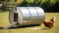 Cara Memelihara Ayam Kampung dalam Kandang Drum dengan Benar, Perhatikan Ventilasi hingga Kebersihan