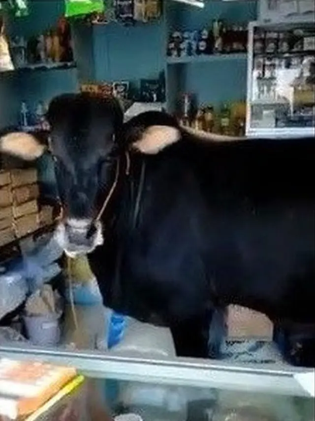 6 Momen Hewan Liar Masuk ke Dalam Toko Ini Bikin Heboh, Penjual Kaget