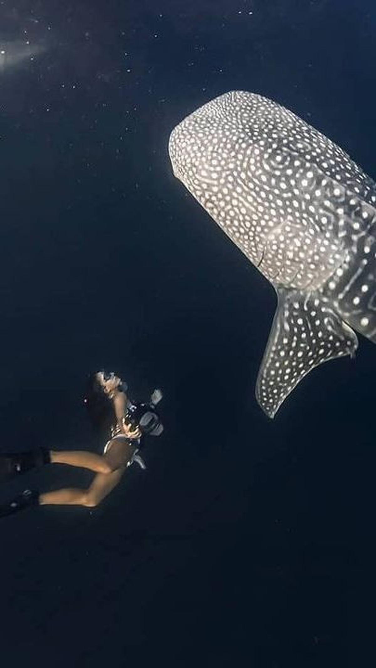 Momen saat Nikita menyelam bebas di laut bersama dengan hiu tutul.