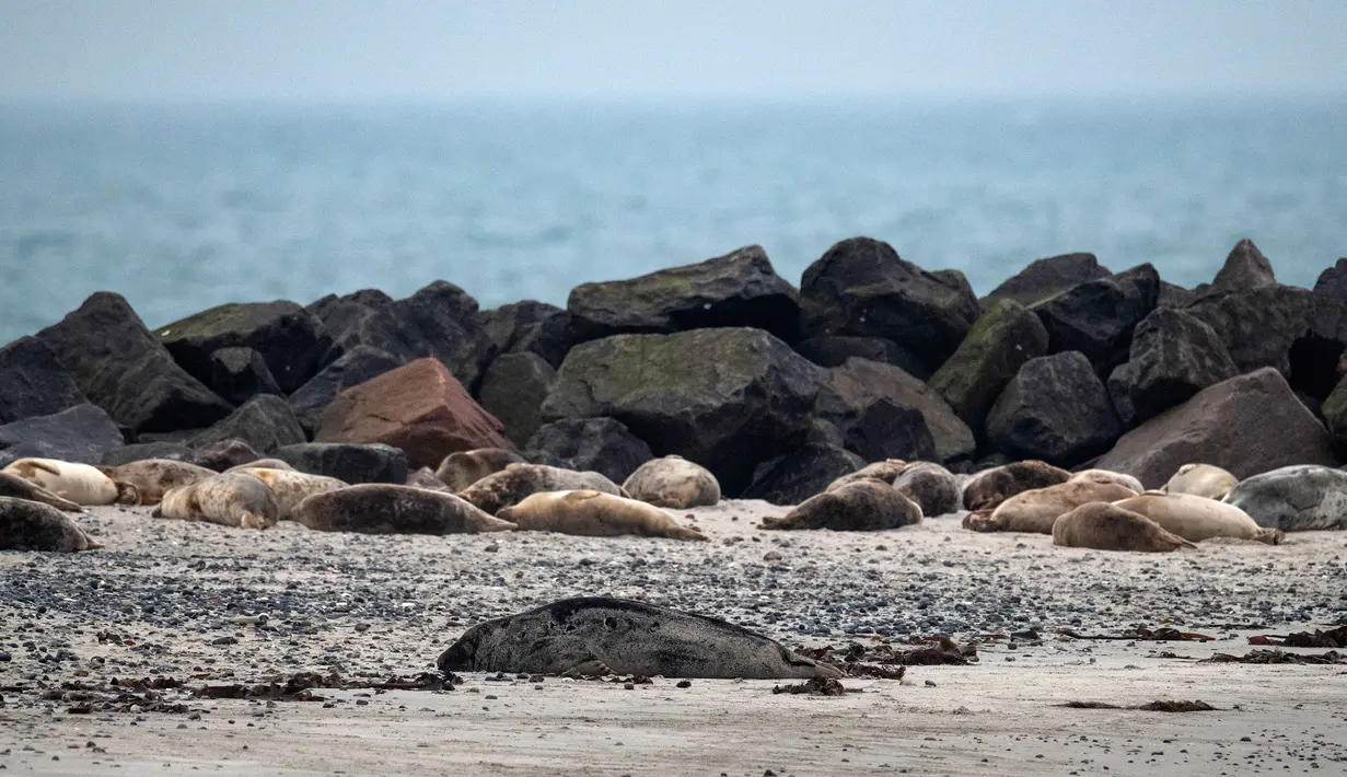 Puluhan anjing laut abu-abu terlihat di pantai Pulau Helgoland, Jerman, 5 Januari 2020. Sebanyak 524 anjing laut abu-abu tercatat lahir pada 13 November hingga 26 Desember 2019 di Pulau Helgoland. (John MACDOUGALL/AFP)