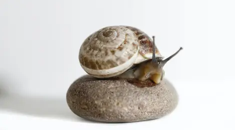 Ciri Ciri Mollusca Lengkap Beserta Pengertian Struktur Tubuh Dan Klasifikasinya Lifestyle Fimela Com