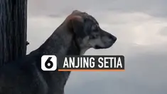 Seekor anjing terjatuh di Sungai Chao Phraya dekat Bangkok, Thailand. Ia berhasil diselamatkan warga dan setia menunggu sang pemilik di dermaga untuk menjemputnya pulang.