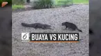 Nyali kucing rumahan bernama Mugsy ini memang besar. Ia nekat mendekati tiga ekor buaya rawa yang akan mencoba menyerangnya. Bukan cuma itu, ia juga berhasil bikin buaya tersebut lari ketakutan hanya dalam sekali gertakan.