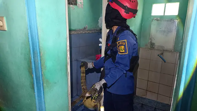 Biawak penghuni plafon rumah warga Sukabumi