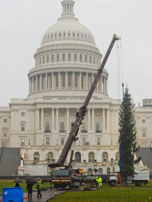 Pekerja menggunakan alat berat untuk mendirikan pohon Natal raksasa di bagian barat Gedung Capitol AS di Washington, Senin (26/11). Pohon Natal setinggi 24 meter itu diambil dari Hutan Nasional Willamette di Oregon. (AP Photo/Pablo Martinez Monsivais)