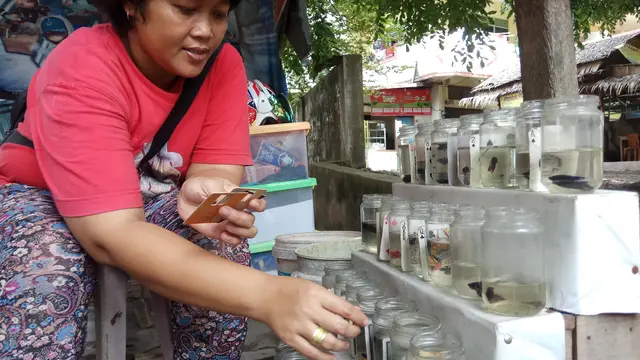 Liburan di Palembang, Jangan Lupa Mampir ke Kampung Ikan Hias