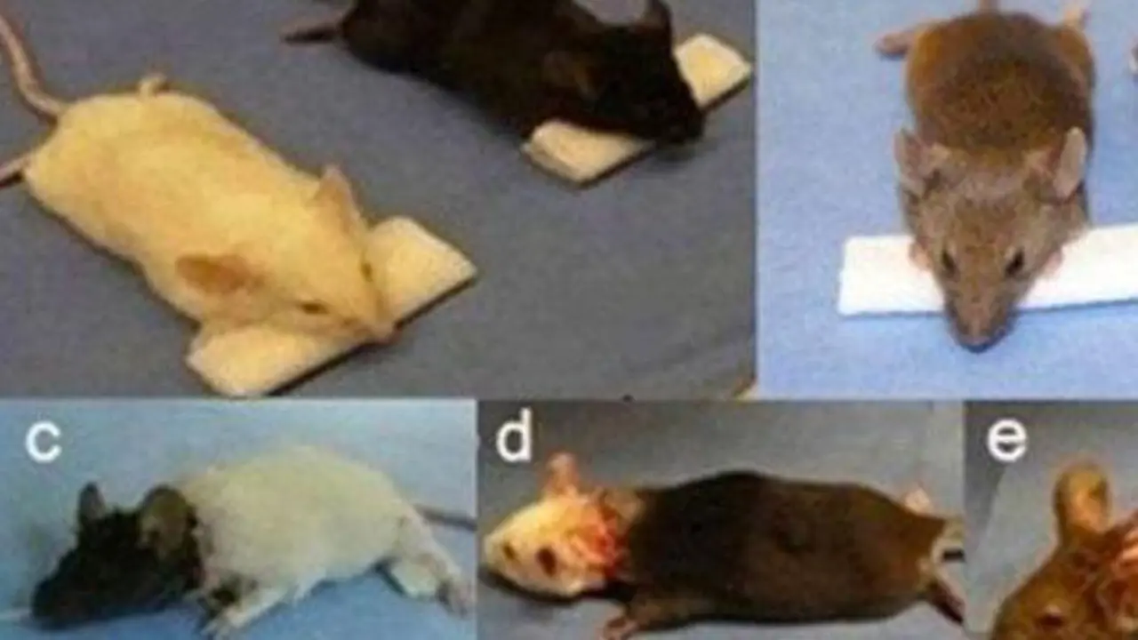 Ajaib, Dokter Ini Berhasil Cangkokkan Kepala Tikus ke Tikus Lain