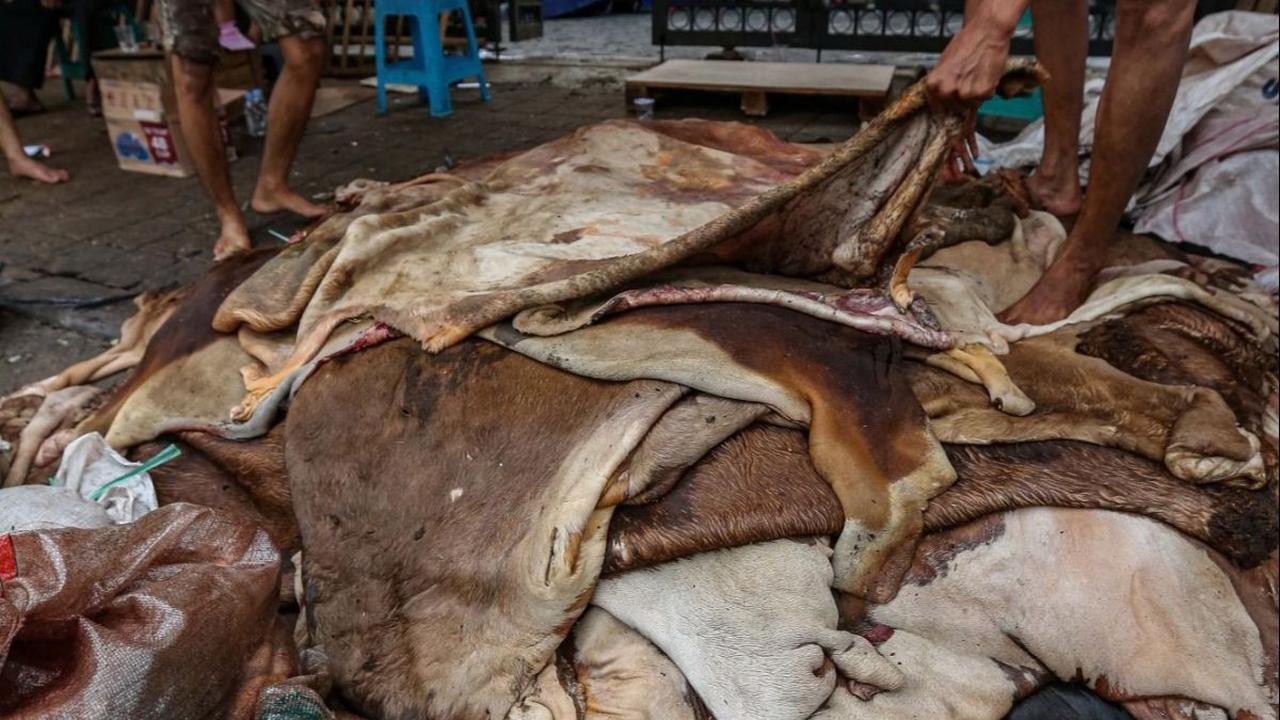 Para pengepul di Tanah Abang terlihat sibuk mengumpulkan kulit hewan kurban. Mereka menawarkan harga untuk kulit sapi dan kambing yang mereka kumpulkan. Foto: Liputan6.com / Angga Yuniar<br>