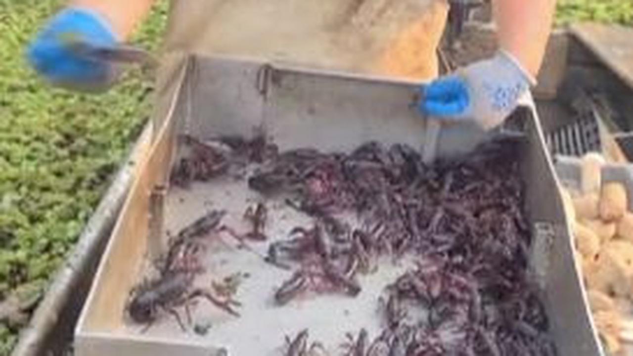 Daya putar video konten Jacob juga melejit naik. Hampir setiap mengunggah konten baru, video milik Jacob masuk FYP dan disaksikan jutaan orang. Berangkat dari peluang itu, Jacob kemudian mengasah skill komunikasinya dengan menambah kosakata bahasa daerah 