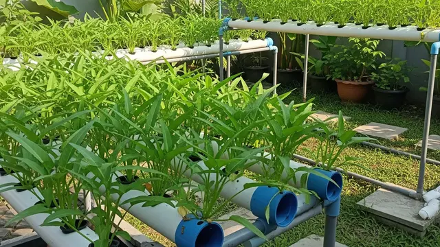 Cara Tanam Kangkung Hidroponik 15 Hari Panen, Cocok untuk Pemula