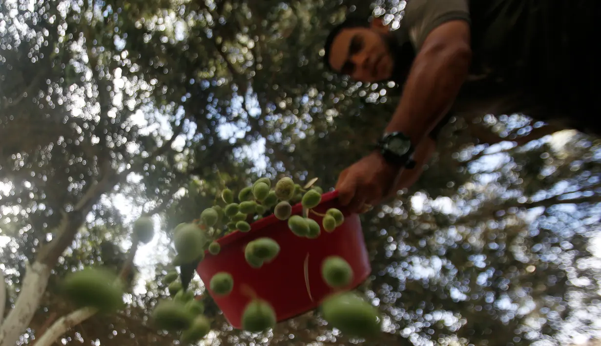 Petani Palestina membuang daun dari buah zaitun yang dipetik selama musim panen di kota Gaza pada 5 Oktober 2019. Musim panen buah zaitun adalah kesempatan untuk memperoleh uang di tengah kondisi hidup dan ekonomi menyedihkan. (AP/Hatem Moussa)