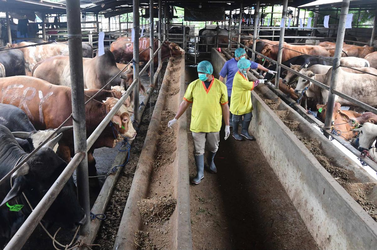 FOTO: Pemeriksaan Hewan Kurban Diperketat Jelang Idul Adha 1447 H