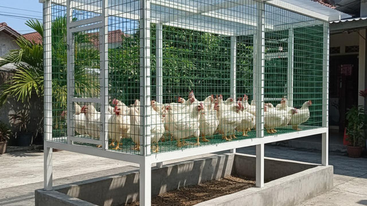 9 Desain Kandang Ayam Baja Ringan: Solusi Modern untuk Peternakan Rumahan