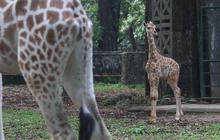 FOTO: Lucunya Anak Jerapah Lahir di Taman Margasatwa Ragunan, Diberi Nama Rajaka