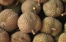 Strategi Pemerintah Bisa Dapat Rp128 Triliun Lewat Durian