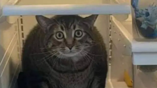 10 Momen Nyeleneh Kucing Masuk Kulkas, Ada yang Nyantai Hingga Cari Makanan