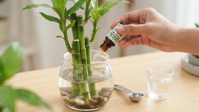 Cara Merawat Bambu Rezeki agar Tidak Menguning, Ini Tips Supaya Tetap Hijau dan Segar