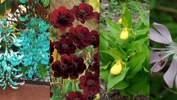 Foto: copyright ListVerse.com