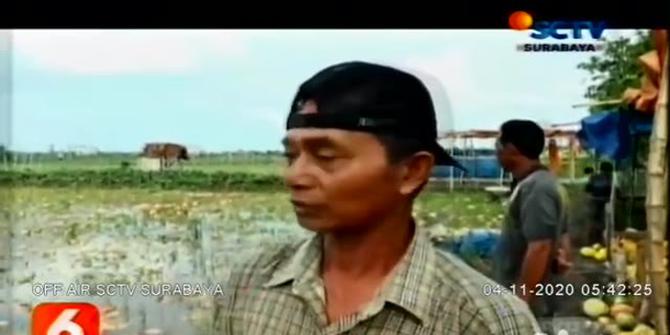 VIDEO: Curah Hujan Tinggi, Lahan Pertanian Terendam Air di Lamongan