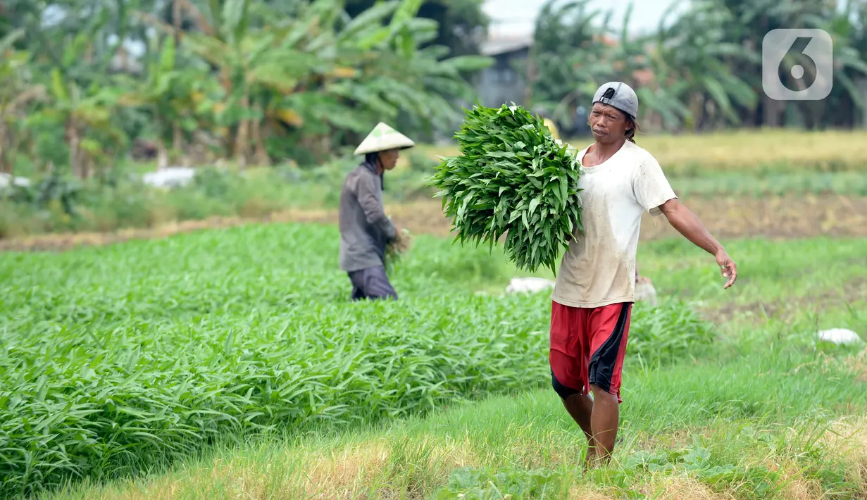Petani sedang memanen sayuran segar berbagai jenis seperti Kangkung, Sawi dan bayem di Kelurahan Batusari,  Batuceper, Kota Tangerang,  Banten, Selasa (22/12/2020). Permintaan sayur mayur segar di pasar induk Tangerang dan Jakarta meningkat jelang Natal dan tahun baru 2021. (merdeka.com/Dwi Narwoko)