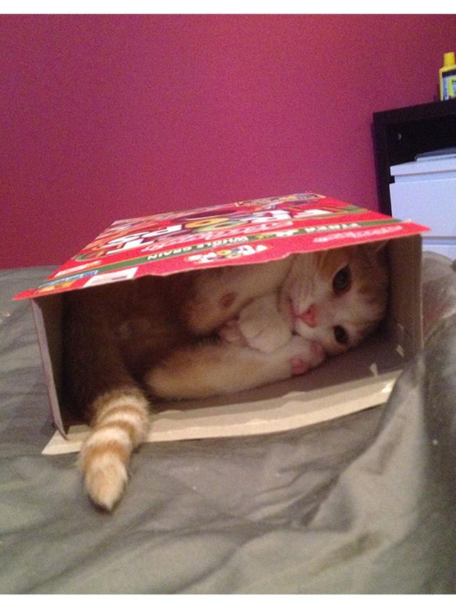 8 Potret Hewan Terjebak dalam Wadah Saat Mencuri Makanan, Bikin Geleng Kepala