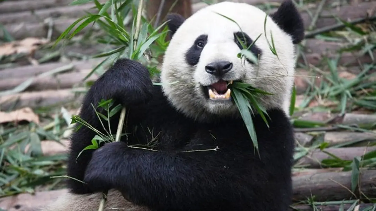 Giant Panda
