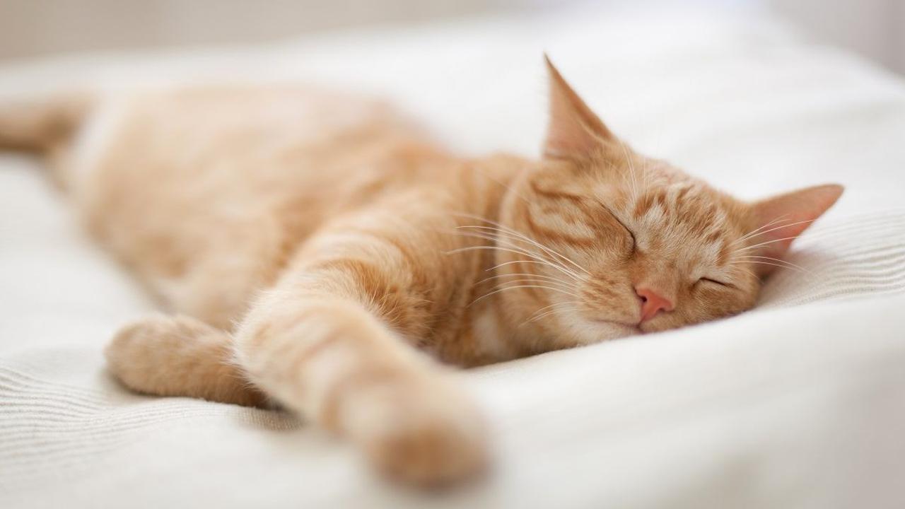 <b>Cara Mencegah Kucing Muntah</b><br>