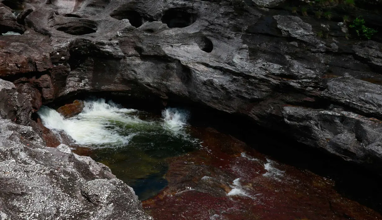Sejumlah warna di Sungai Cano Cristales terlihat di Taman Nasional Sierra de La Macarena, provinsi Meta, Kolombia (27/9). Keindahan Sungai ini karena tanaman ganggang warna-warni yang  menghiasi dasar sungai. (AFP PHOTO/John Vizcaino)