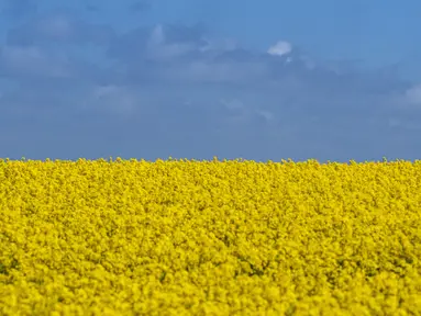 Ladang bunga canola berwarna kuning keemasan yang mekar dan langit biru di Lellinge dekat Koege, Denmark timur, pada 15 Mei 2022. Lanskap tersebut terlihat menyerupai warna bendera nasional Ukraina yang berwarna biru dan kuning. (Mads Claus Rasmussen / Ritzau Scanpix / AFP)