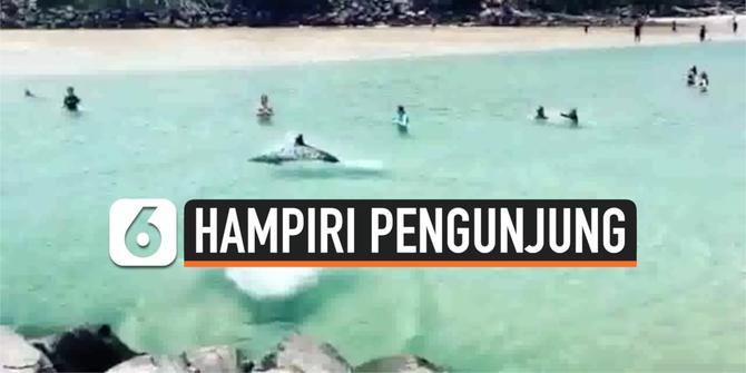 VIDEO: Penampakan Lumba-Lumba Hampiri Pengunjung Pantai Australia