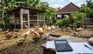 Cara Menghitung Keuntungan Ternak Bebek Petelur, Ini Rumus untuk Mendapat Laba Bersih