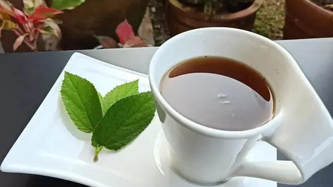 Benarkah Daun Kersen Bisa Menurunkan Gula Darah? Ini Fakta Ilmiah dan Cara Penyajiannya
