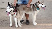 Jada dan Layla yang ditinggalkan pemiliknya di Woodward Dog Park, Fresno, California. (mona ahmed)