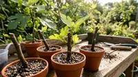 6 Cara Menanam Tin dari Stek agar Cepat Tumbuh, Ini Langkah dan Tips Perawatannya