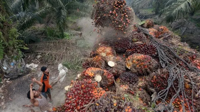 Kisah petani kelapa sawit Riau bekerja di tengah kabut asap