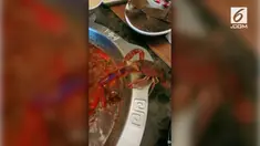 
Beredar detik-detik seekor udang berupaya kabur dari panci sup panas di sebuah restoran di China.

 