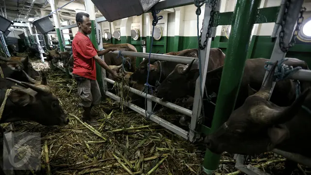20160209-Pelabuhan Tanjung Priok Kedatangan 500 Ekor Sapi Asal NTT-Jakarta
